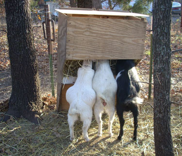 How To Raise Goats In Your Backyard Farm Or Homestead