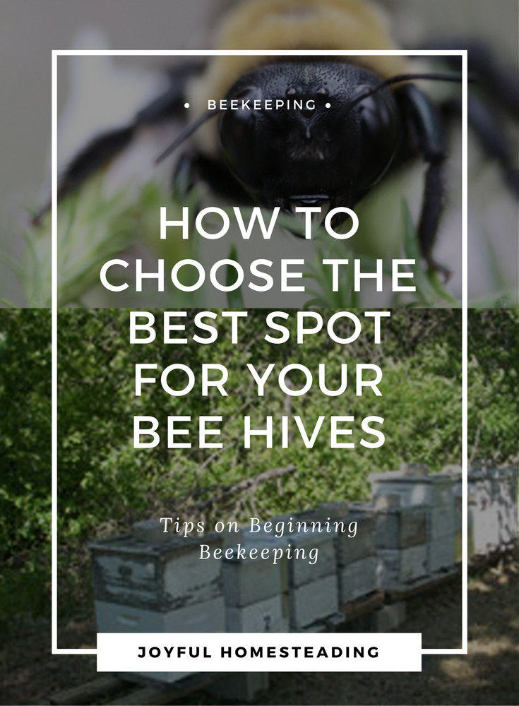 Beekeeping Beginners Find the Best Beehive Location For Your Colony