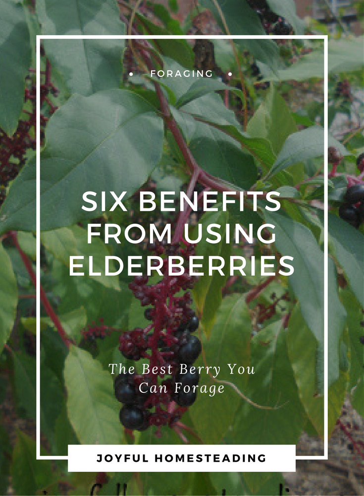 Elderberry Medicinal Uses