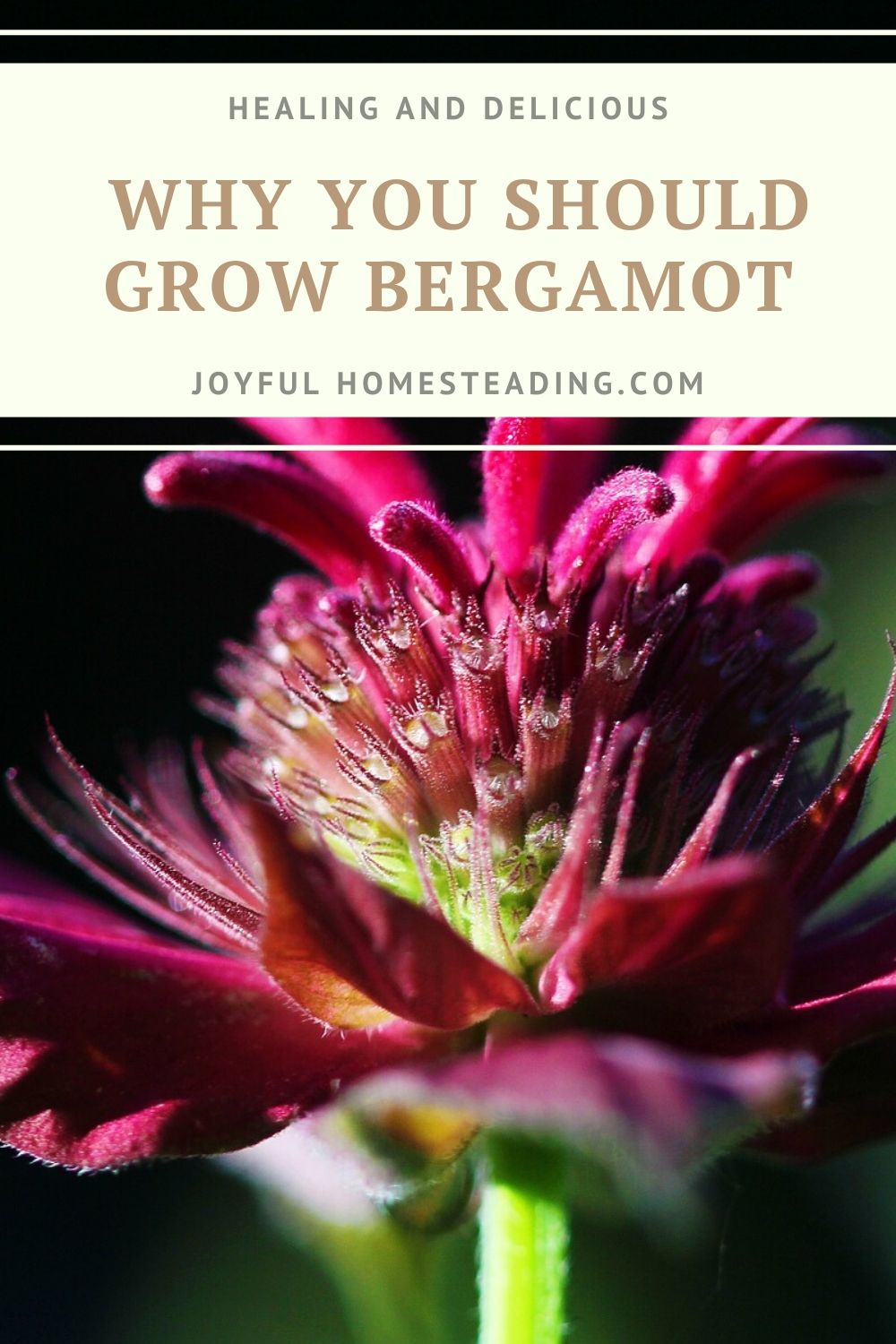 The Herb Bergamot