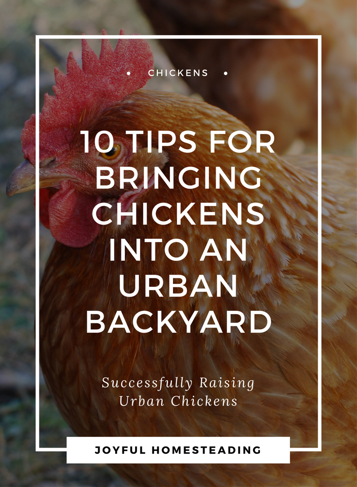 Backyard Chickens: A Joyful and Rewarding Adventure