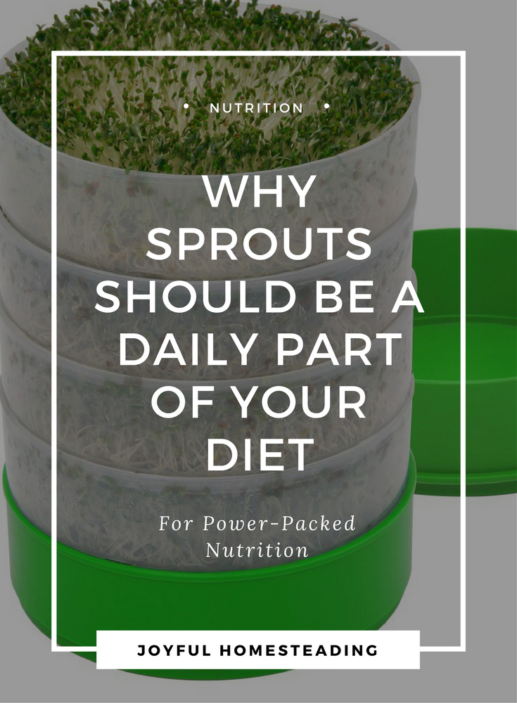 The Nutritional Value Of Sprouts The Nutritional Value Of Sprouts