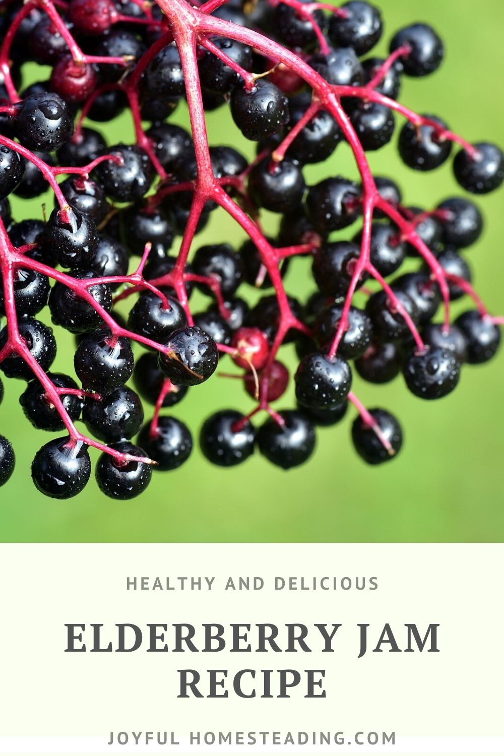 Elderberry Jam Recipe