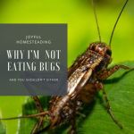 dangers-of-eating-crickets-pin