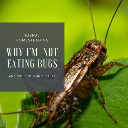 The dangers of eating crickets include inflammation and other health issues. Here's why I'm not eating bugs.