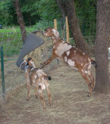 The old feeder
