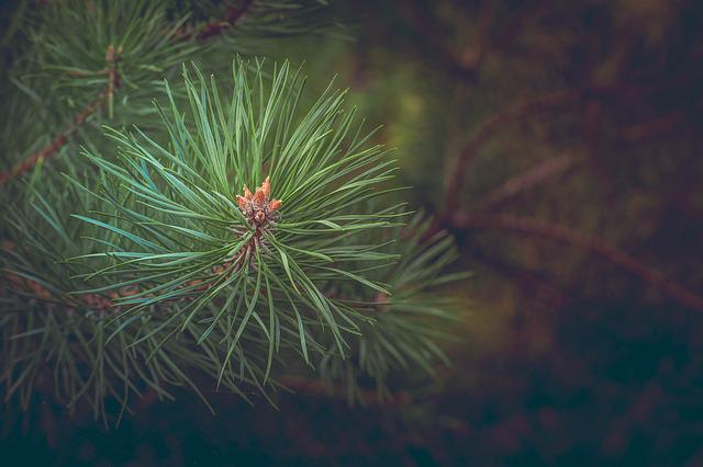 Pine needles are used to make pine needle tea.