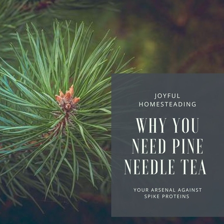 The reasons you need pine needle tea and how to make it.