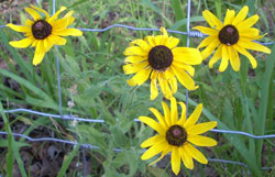 Wildflowers