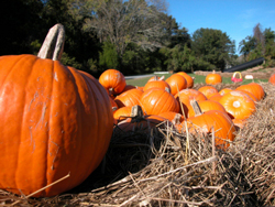 A pumpkin patch is a great agritourism business.
