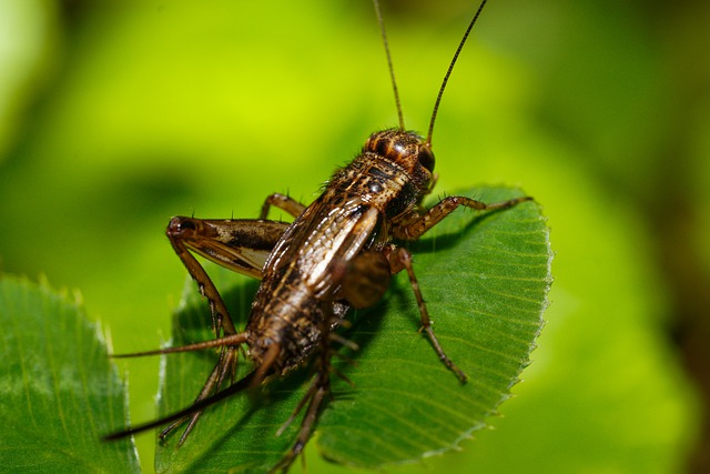 Eating crickets like this one can cause health issues.