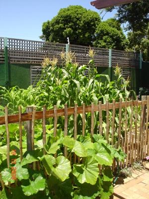 Corn and squash outside my door