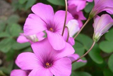 violet-wood-sorrel-for-home violet-wood-sorrel-for-home