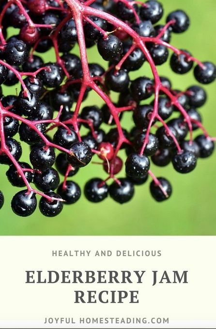 Try this elderberry jam recipe