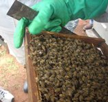 buncha-bees-150