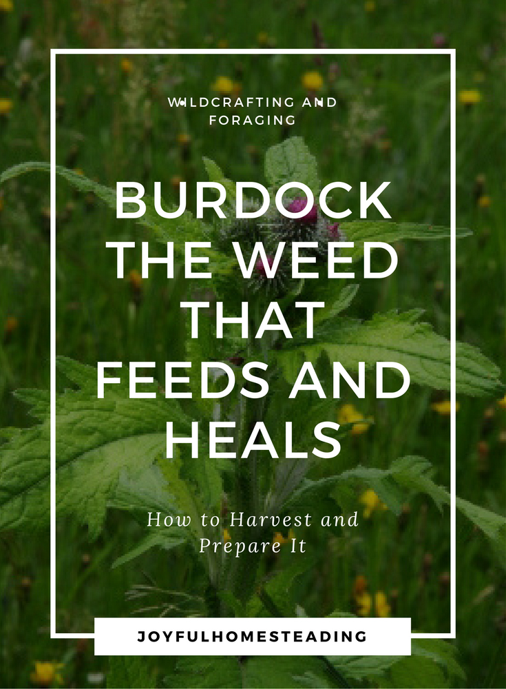 Burdock is the weed that feeds and heals.