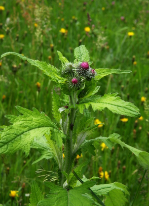 Burdock plant