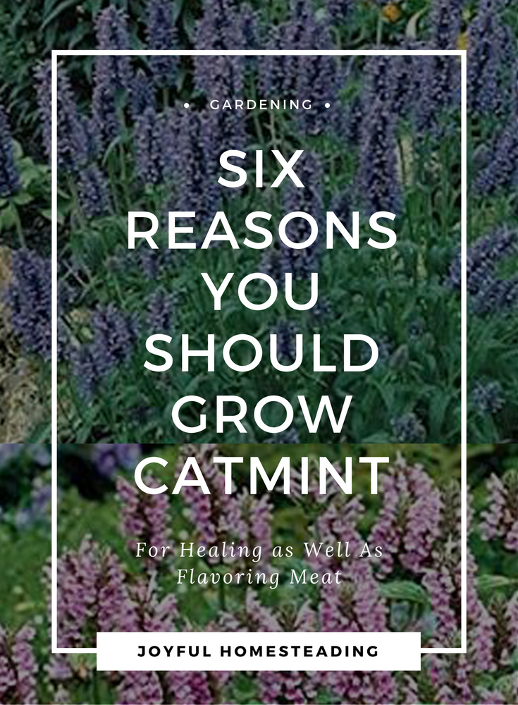 6 Reasons You Should Grow Catmint Herb.