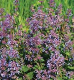 Catmint herb