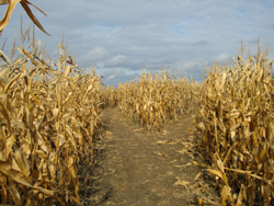 A corn maze is one way to have an agritourism business.