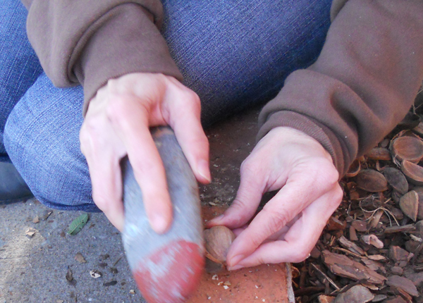 Cracking hickory nuts.