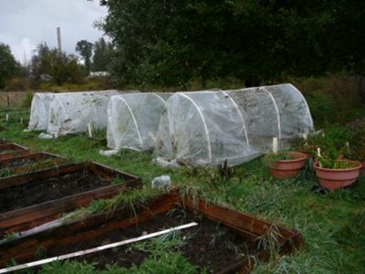 Kelly's garden cloches to lengthen the growing season.