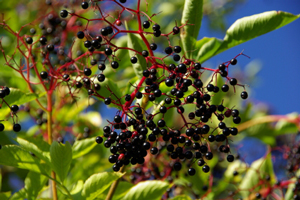 Use elderberries to make elderberry jam in this elderberry jam recipe.