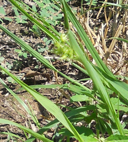 Use those weeds to make homemade fertilizer.