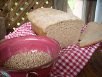 Freshly baked bread made with freshly ground wheat.