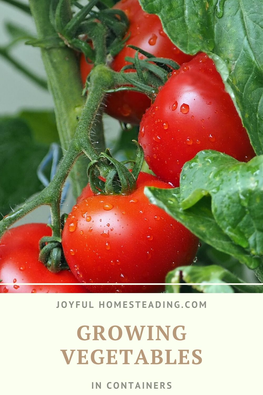 Growing Vegetables in Containers Tips on Getting Started