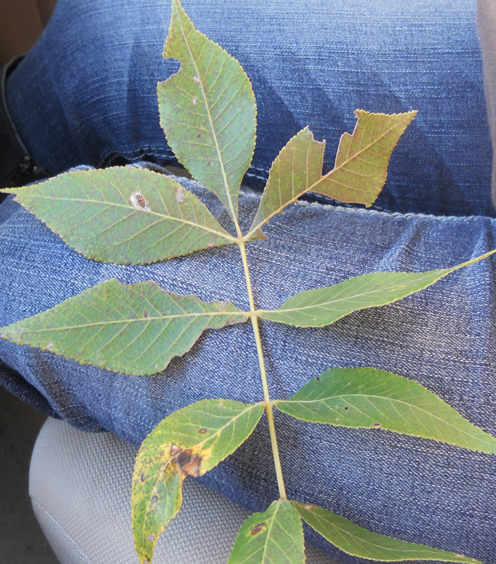 A leaf from a hickory tree.