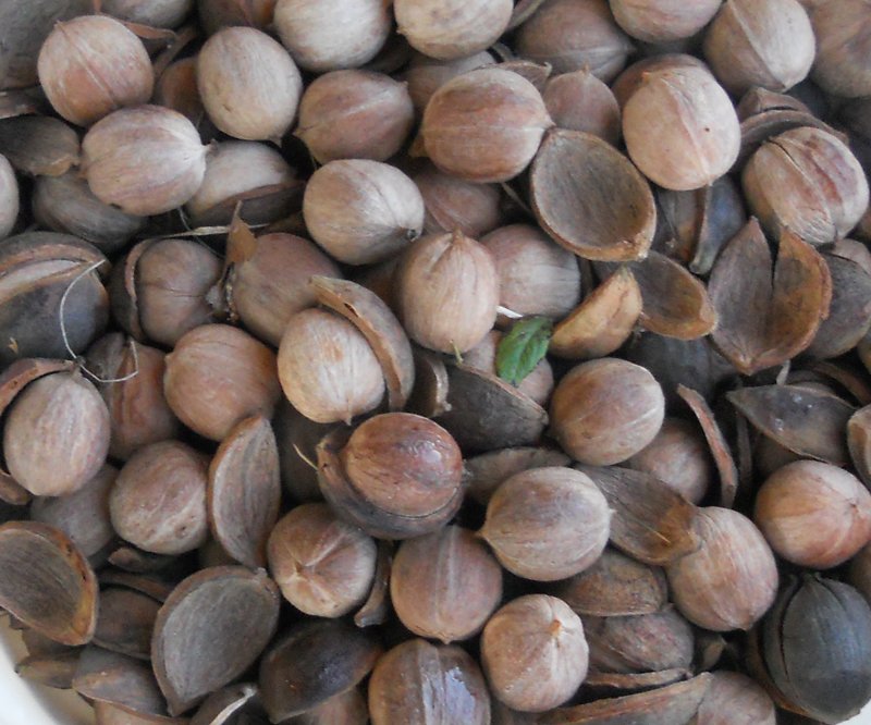 Hickory nuts are useful for many things.