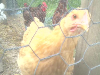 lady buffington (lady of the hen house)