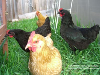 My Edible Yard Chickens