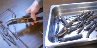 Cutting up twigs from hickory branches to add flavor to hickory syrup.