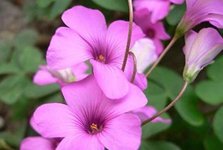 violet-wood-sorrel-for-home violet-wood-sorrel-for-home